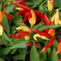 Audifort Capsicum Annuum ingredient for inflammatory balance