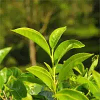 Audifort Green Tea Extract ingredient for blood flow and focus