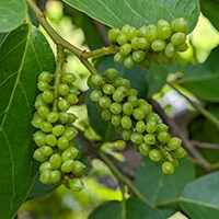 Audifort Gymnema Sylvestre ingredient for nerve support